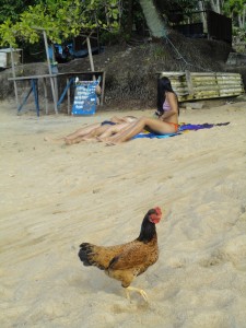 Żywa kura na plaży